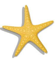 ADULTGROUPS/starfish2.gif